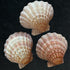 lion's paw scallop shell pack of 3